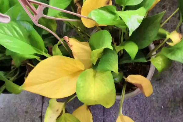 綠蘿葉子發黃枯萎怎麼補救
