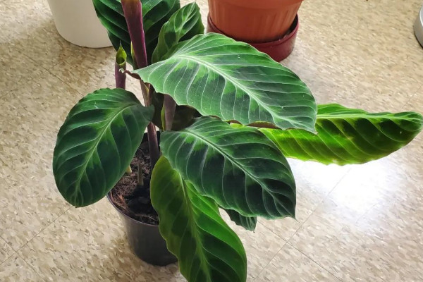 飛羽花怎麼養