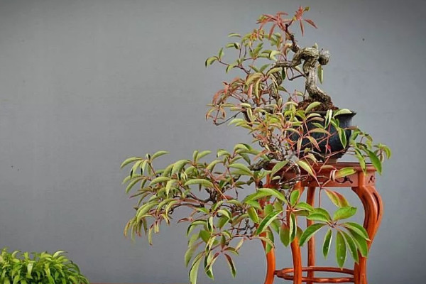 客廳適合擺放的十大植物 客廳適合擺放什麼植物