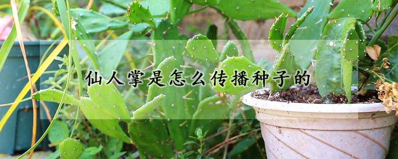 仙人掌是怎麼傳播種子的
