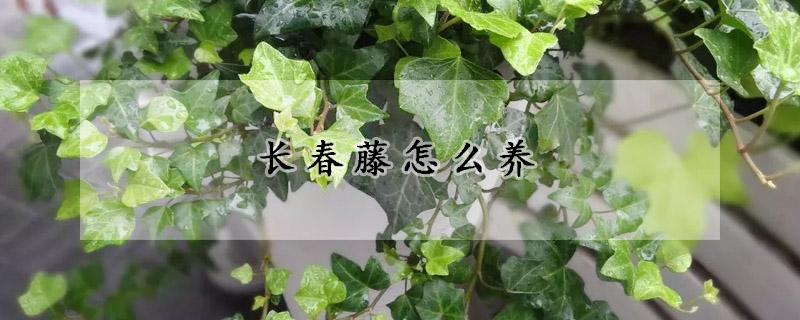 長春藤怎麼養