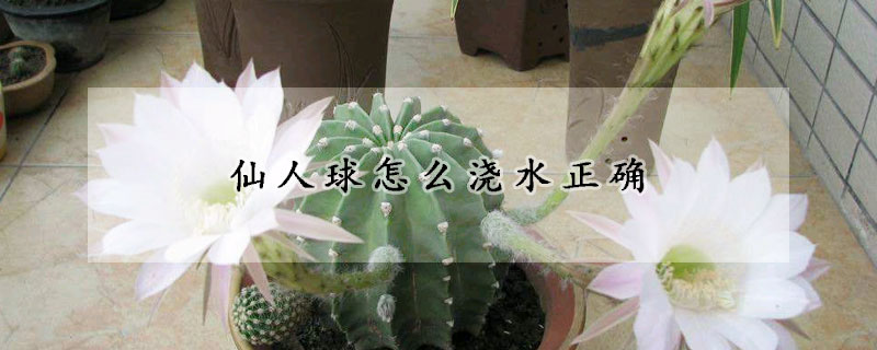 仙人球怎麼澆水正確