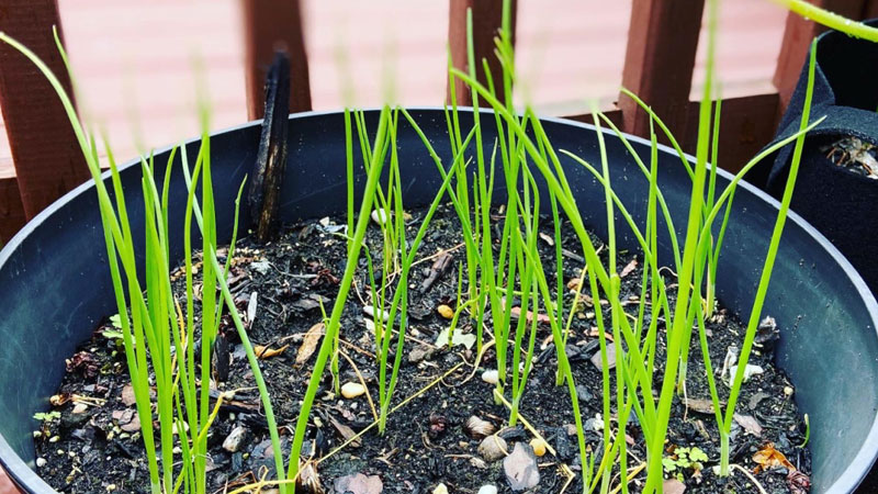 陽台小蔥怎麼種植方法