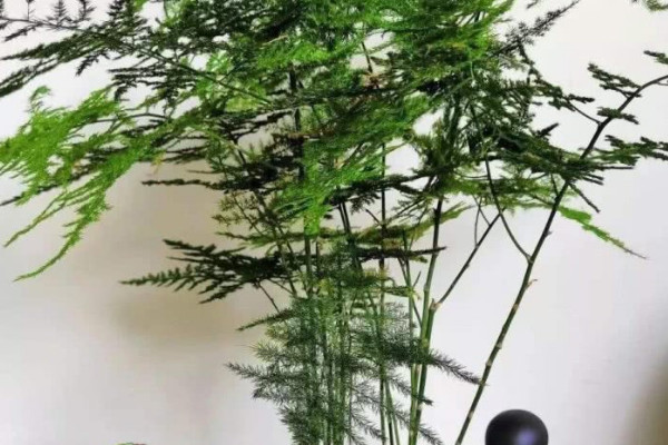 文竹怎麼養才能長得旺盛