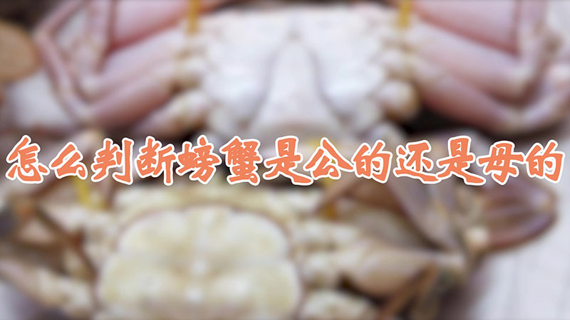 怎麼判斷螃蟹是公的還是母的