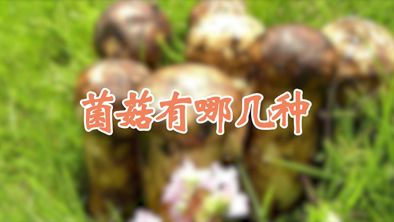 菌菇有哪幾種