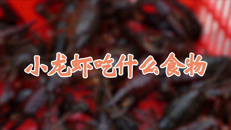 小龍蝦吃什麼食物