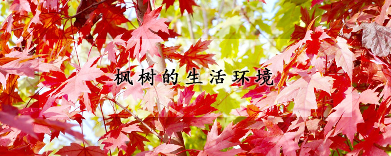 楓樹的生活環境