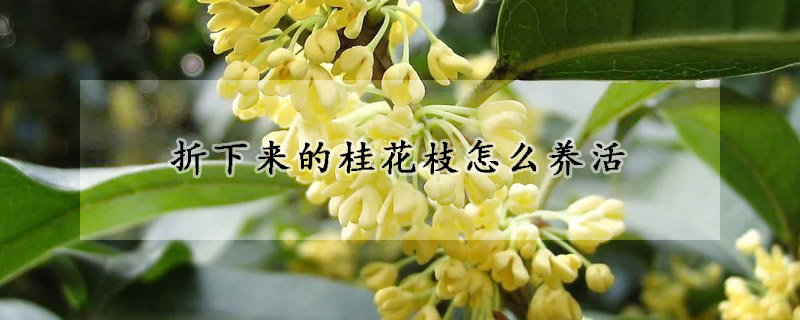 折下來的桂花枝怎麼養活
