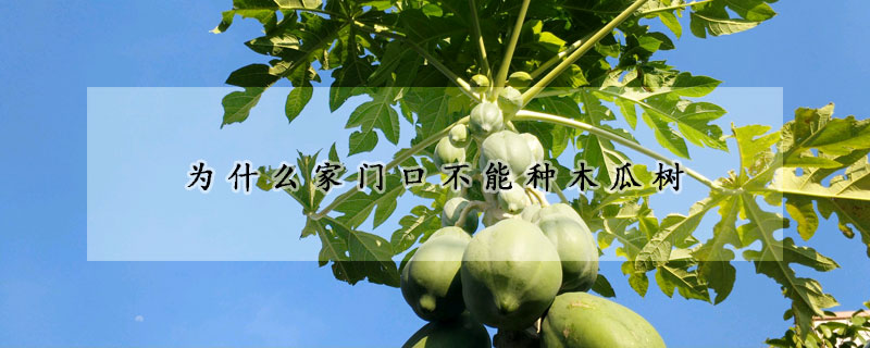 為什麼家門口不能種木瓜樹