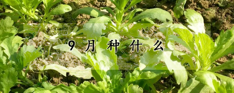 9月種什麼