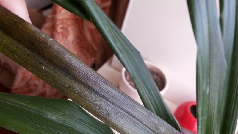 蘭花葉子有黑斑是怎麼回事