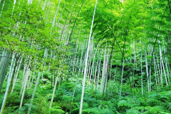 竹子風水禁忌 養竹子有什麼講究