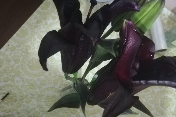 十大詛咒之花 十大詛咒之花是什麼