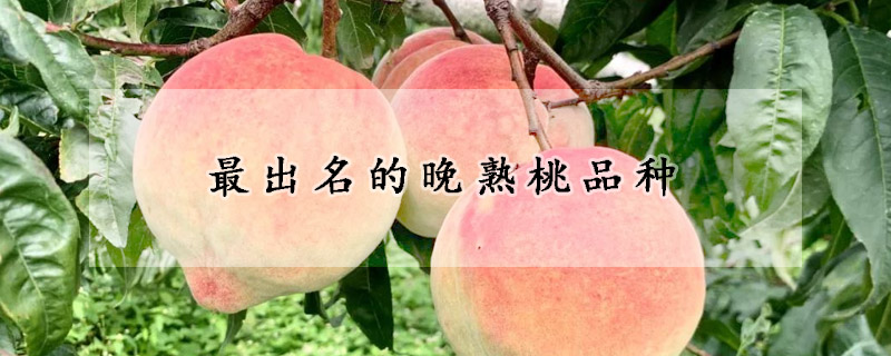 最出名的晚熟桃品種
