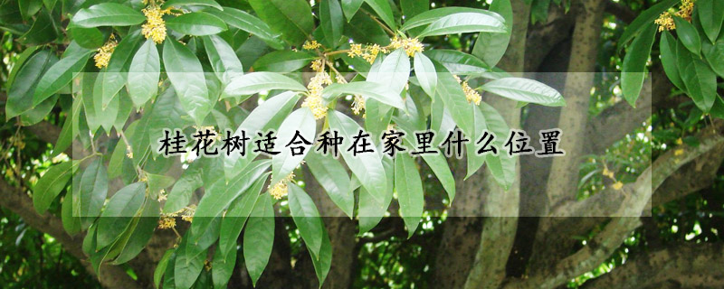 桂花樹適合種在家裏什麼位置