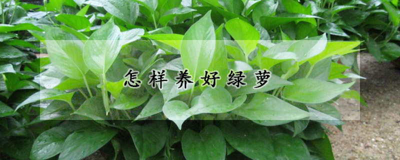 怎樣養好綠蘿