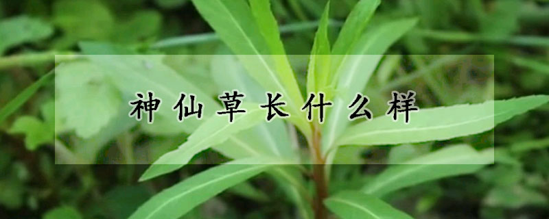 神仙草長什麼樣