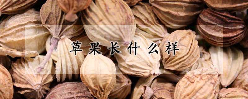 草果長什麼樣