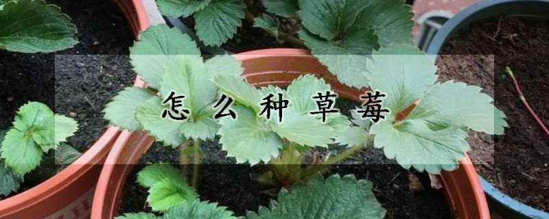 怎麼種草莓