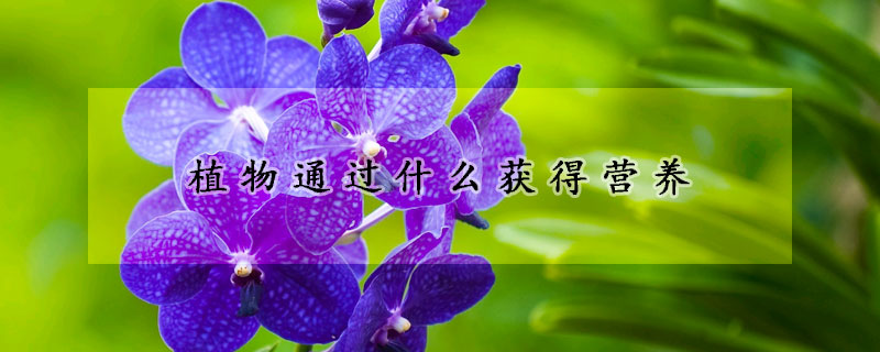 植物通過什麼獲得營養