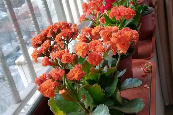 長壽花什麼時候修剪最合適