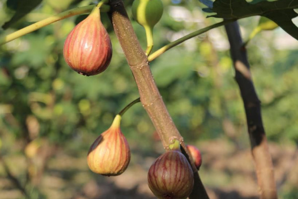 無花果樹怎樣修剪才能多結果
