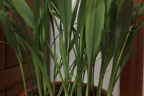 什麼是植物