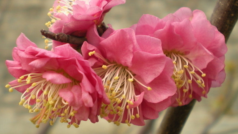 世界上有什麼花