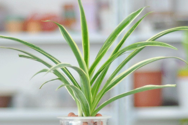 什麼植物吸甲醛最好 哪些植物除甲醛