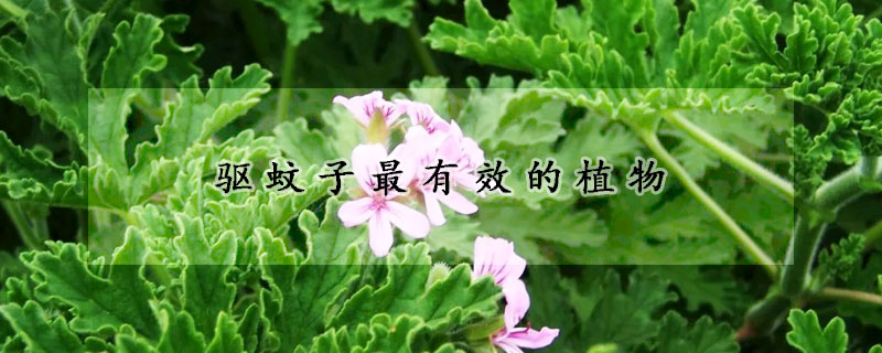 驅蚊子最有效的植物