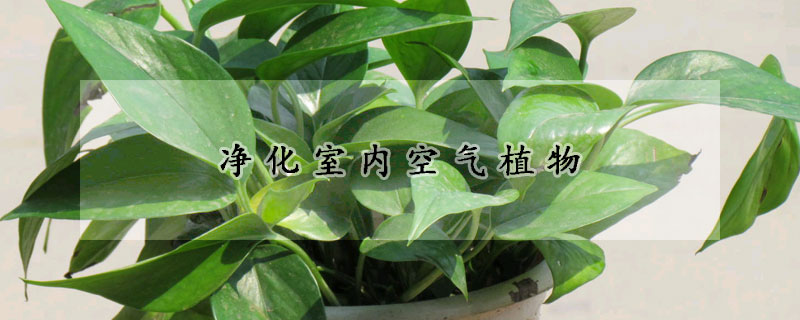 淨化室內空氣植物