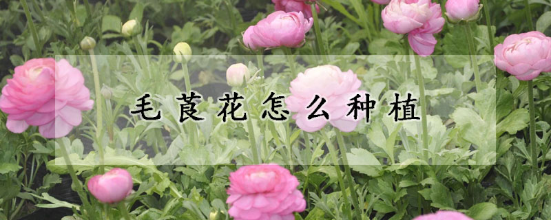 毛莨花怎麼種植