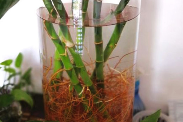 富貴竹根須太多怎麼處理