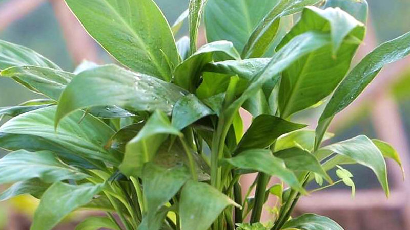 白掌怎麼分株繁殖方法