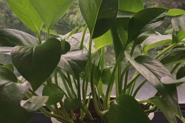 綠蘿為什麼會黃葉