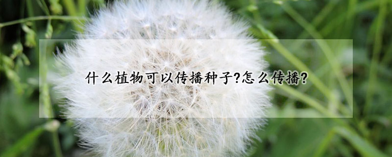 什麼植物可以傳播種子?怎麼傳播?
