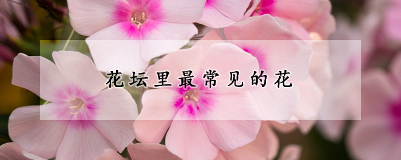 花壇裏最常見的花