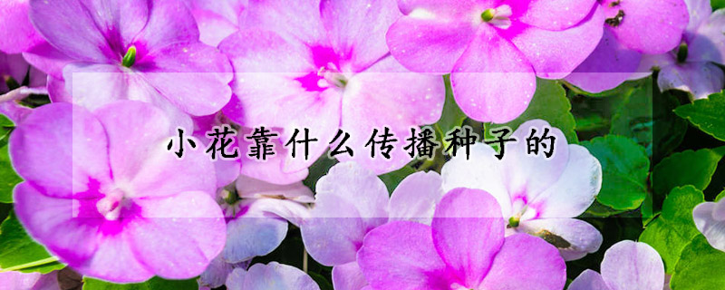 小花靠什麼傳播種子的