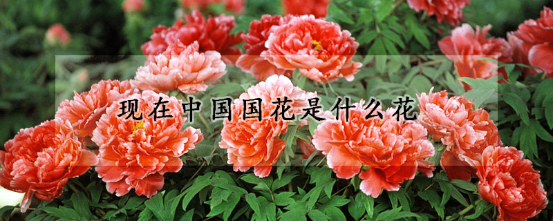 現在中國國花是什麼花