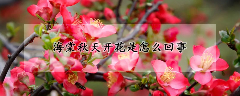 海棠秋天開花是怎麼回事