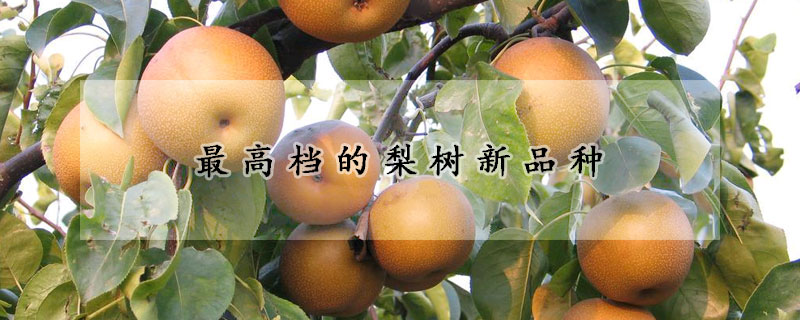 最高檔的梨樹新品種