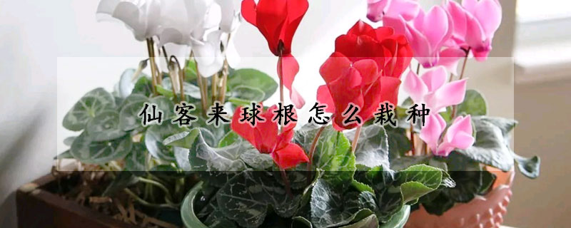 仙客來球根怎麼栽種