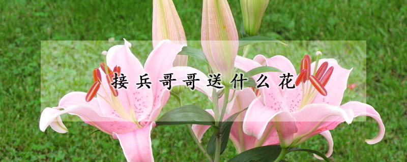 接兵哥哥送什麼花