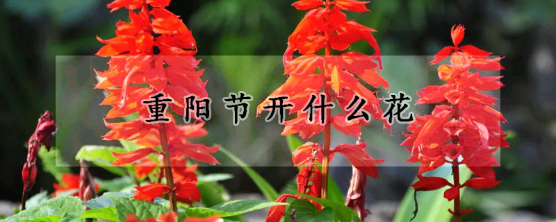 重陽節開什麼花