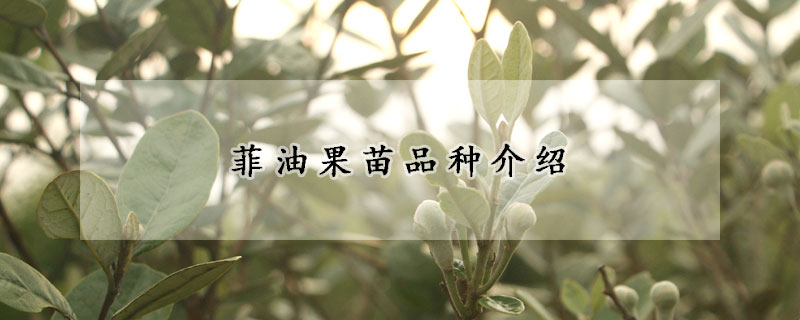 菲油果苗品種介紹