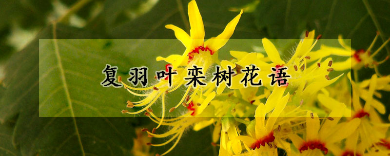 複羽葉欒樹花語