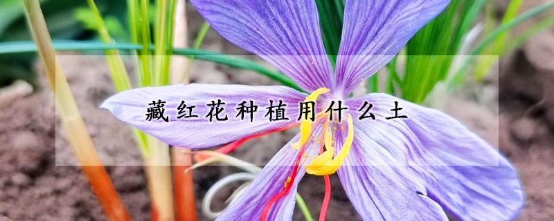 藏紅花種植用什麼土