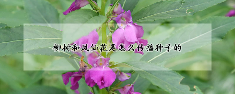 柳樹和鳳仙花是怎麼傳播種子的