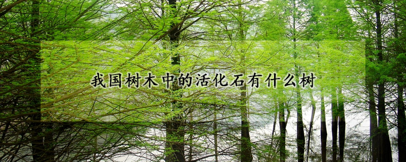 我國樹木中的活化石有什麼樹